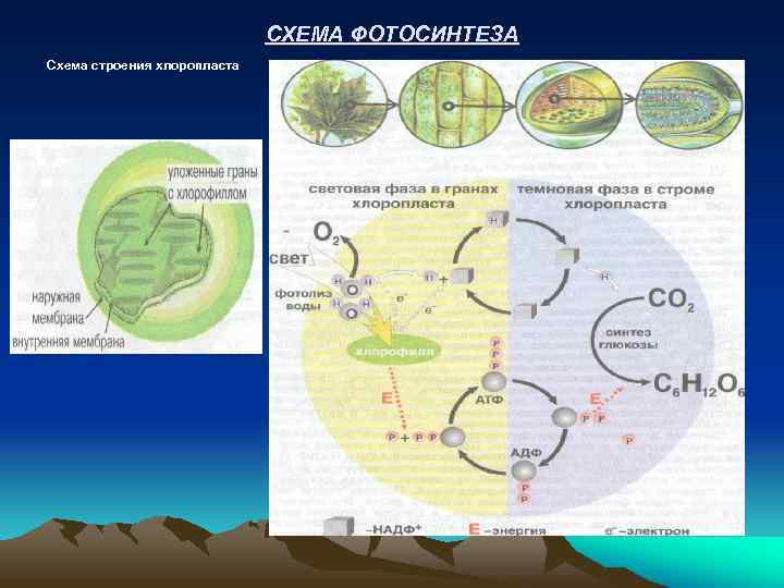 СХЕМА ФОТОСИНТЕЗА Схема строения хлоропласта 