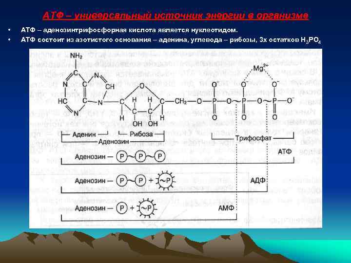 АТФ – универсальный источник энергии в организме • • АТФ – аденозинтрифосфорная кислота является