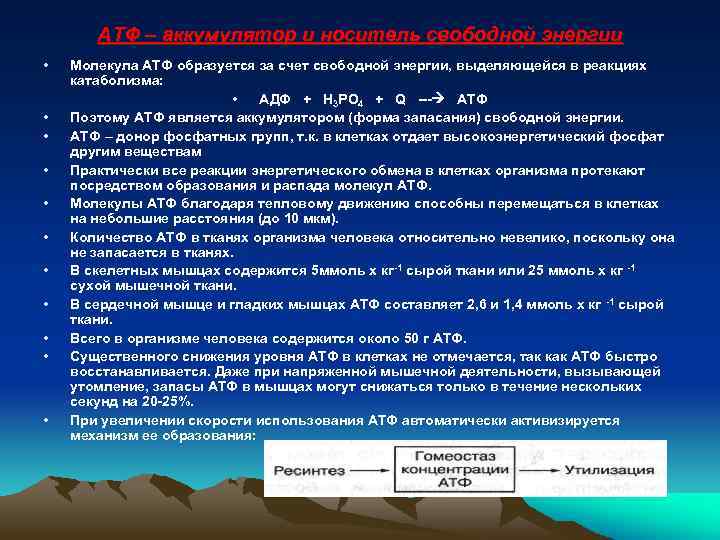 АТФ – аккумулятор и носитель свободной энергии • • • Молекула АТФ образуется за