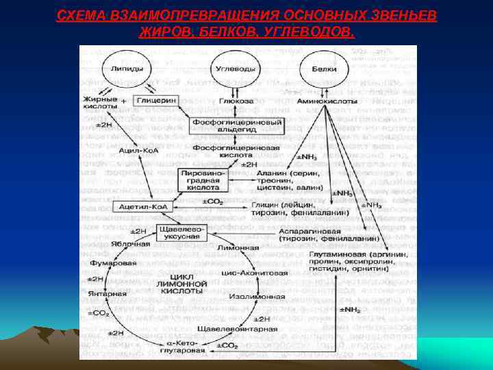 СХЕМА ВЗАИМОПРЕВРАЩЕНИЯ ОСНОВНЫХ ЗВЕНЬЕВ ЖИРОВ, БЕЛКОВ, УГЛЕВОДОВ. 