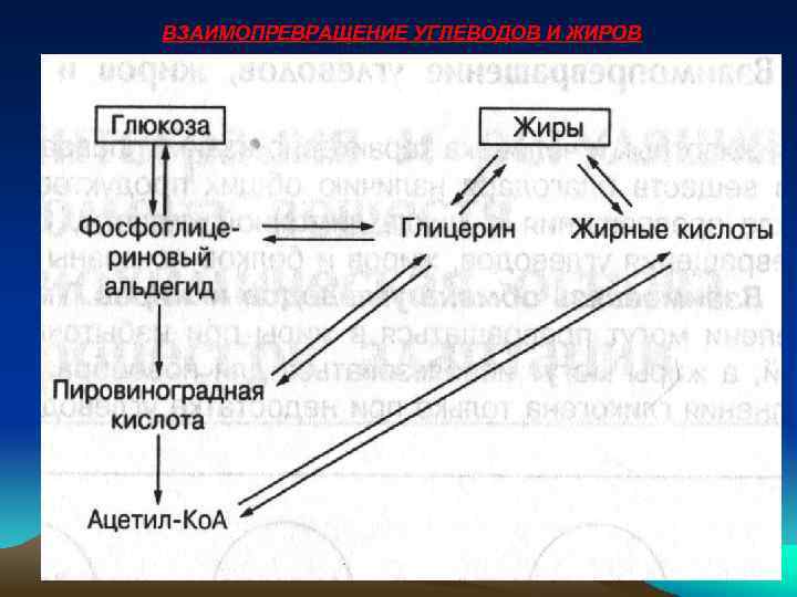 ВЗАИМОПРЕВРАЩЕНИЕ УГЛЕВОДОВ И ЖИРОВ 