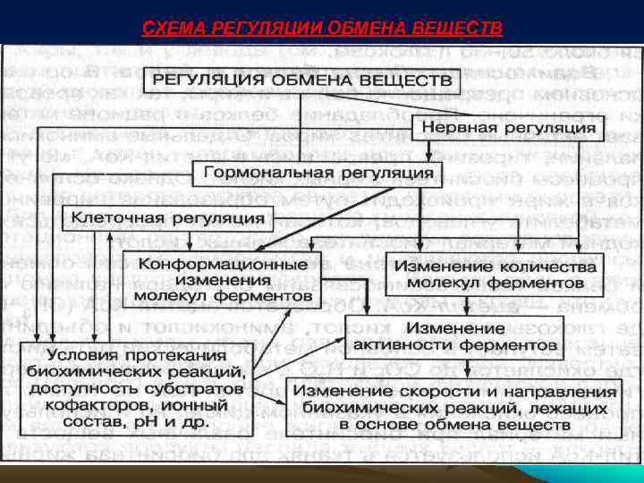 СХЕМА РЕГУЛЯЦИИ ОБМЕНА ВЕЩЕСТВ 