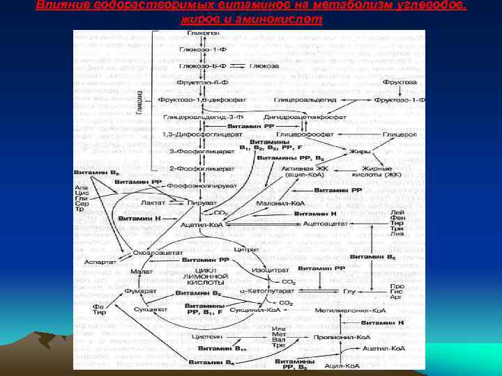 Влияние водорастворимых витаминов на метаболизм углеводов, жиров и аминокислот 