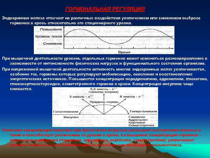 ГОРМОНАЛЬНАЯ РЕГУЛЯЦИЯ Эндокринная железа отвечает на различные воздействия увеличением или снижением выброса гормонов в