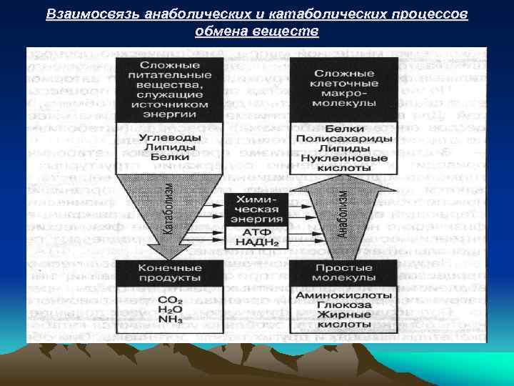 Взаимосвязь анаболических и катаболических процессов обмена веществ 