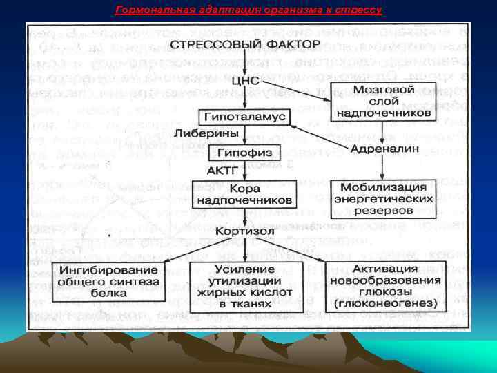 Гормональная адаптация организма к стрессу 