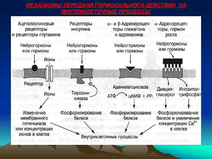 МЕХАНИЗМЫ ПЕРЕДАЧИ ГОРМОНАЛЬНОГО ДЕЙСТВИЯ НА ВНУТРИКЛЕТОЧНЫЕ ПРОЦЕССЫ 