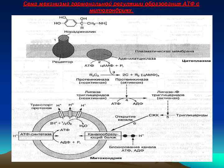 Сема механизма гормональной регуляции образования АТФ в митохондриях. 