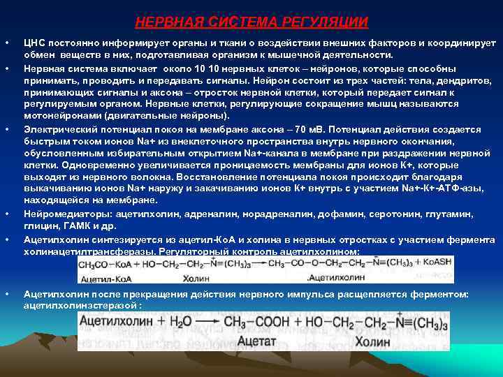 НЕРВНАЯ СИСТЕМА РЕГУЛЯЦИИ • • • ЦНС постоянно информирует органы и ткани о воздействии