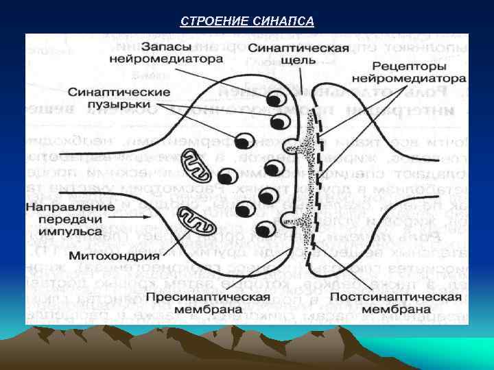 СТРОЕНИЕ СИНАПСА 