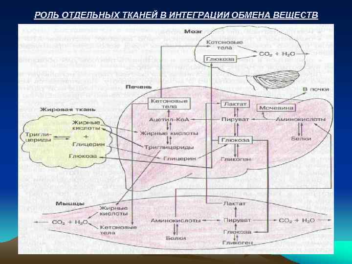 РОЛЬ ОТДЕЛЬНЫХ ТКАНЕЙ В ИНТЕГРАЦИИ ОБМЕНА ВЕЩЕСТВ 