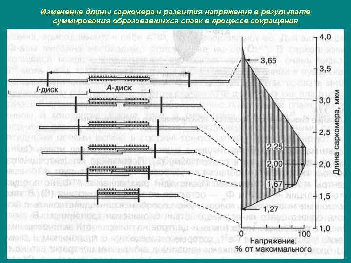 Изменение длины саркомера и развития напряжения в результате суммирования образовавшихся спаек в процессе сокращения