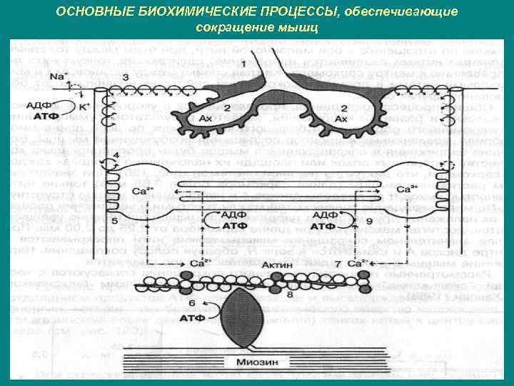 ОСНОВНЫЕ БИОХИМИЧЕСКИЕ ПРОЦЕССЫ, обеспечивающие сокращение мышц 