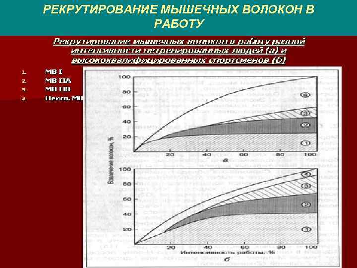РЕКРУТИРОВАНИЕ МЫШЕЧНЫХ ВОЛОКОН В РАБОТУ 