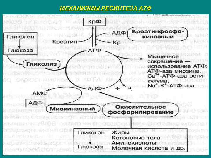 МЕХАНИЗМЫ РЕСИНТЕЗА АТФ 