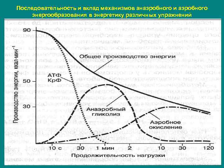 Последовательность и вклад механизмов анаэробного и аэробного энергообразования в энергетику различных упражнений 