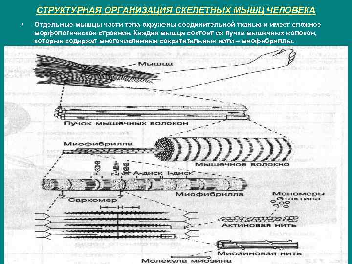 СТРУКТУРНАЯ ОРГАНИЗАЦИЯ СКЕЛЕТНЫХ МЫШЦ ЧЕЛОВЕКА • Отдельные мышцы части тела окружены соединительной тканью и