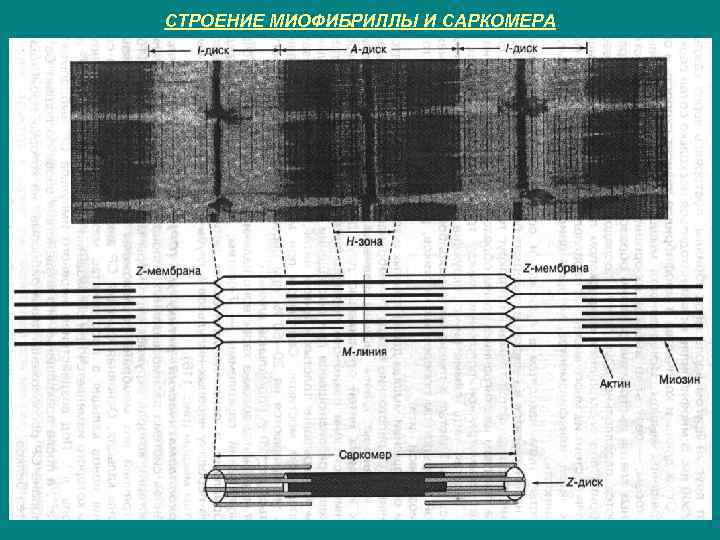 СТРОЕНИЕ МИОФИБРИЛЛЫ И САРКОМЕРА 