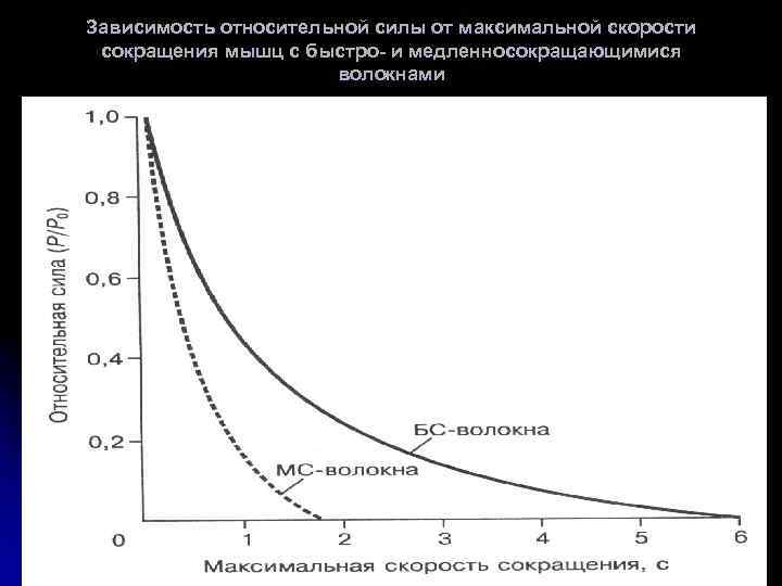 Зависимость относительной силы от максимальной скорости сокращения мышц с быстро- и медленносокращающимися волокнами 