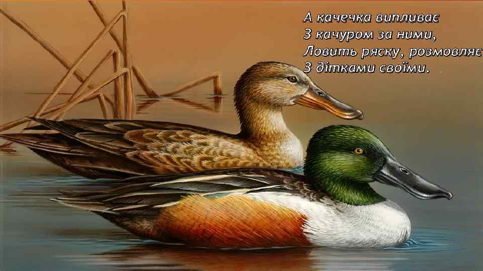 А качечка випливає З качуром за ними, Ловить ряску, розмовляє З дітками своїми. 