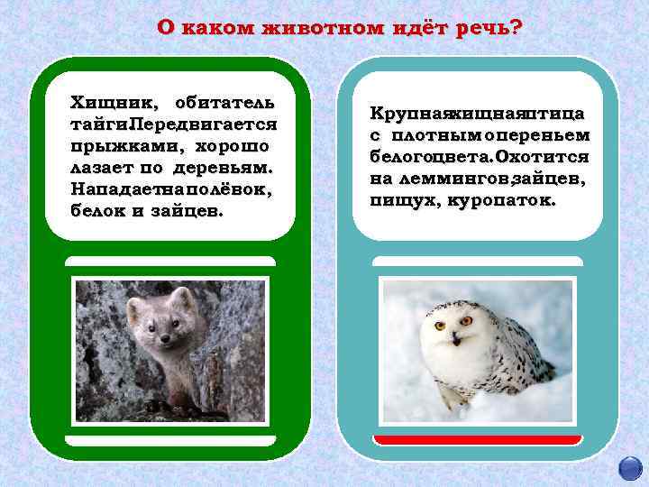 О каком животном идёт речь? Хищник, обитатель тайги. Передвигается прыжками, хорошо лазает по деревьям.