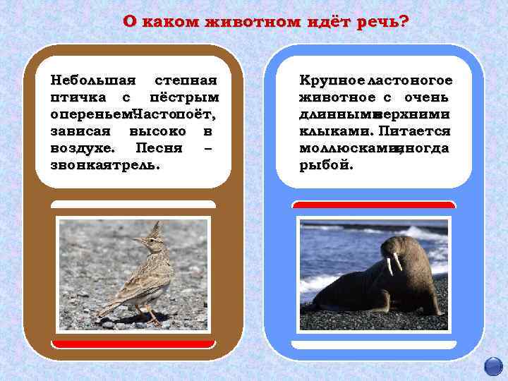 О каком животном идёт речь? Небольшая степная птичка с пёстрым опереньем. Частопоёт, зависая высоко