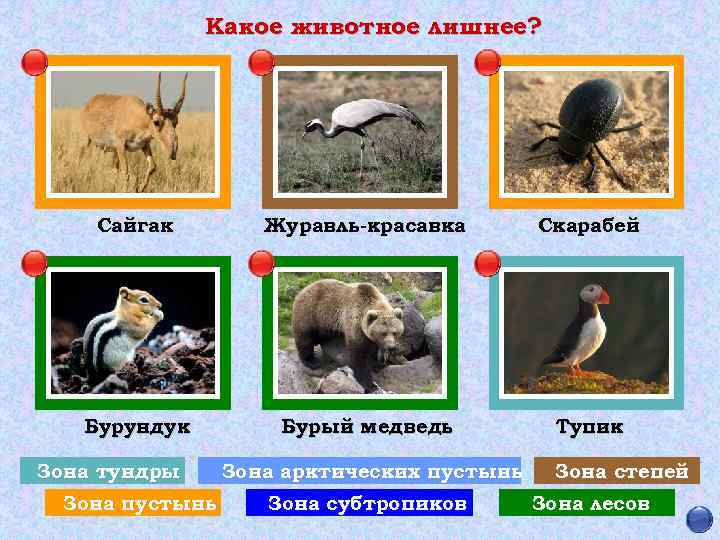 Какое животное лишнее? Сайгак Журавль-красавка Скарабей Бурундук Бурый медведь Тупик Зона тундры Зона пустынь
