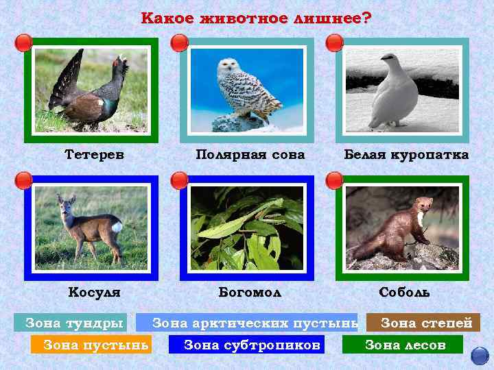 Какое животное лишнее? Тетерев Полярная сова Белая куропатка Косуля Богомол Соболь Зона тундры Зона
