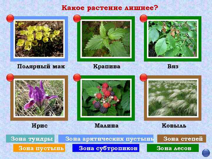 Какое растение лишнее? Полярный мак Крапива Вяз Ирис Малина Ковыль Зона тундры Зона пустынь