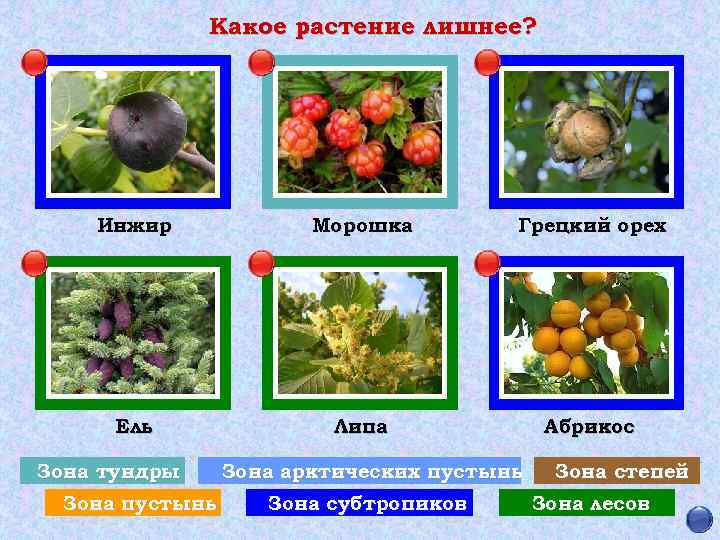 Какое растение лишнее? Инжир Морошка Грецкий орех Ель Липа Абрикос Зона тундры Зона пустынь
