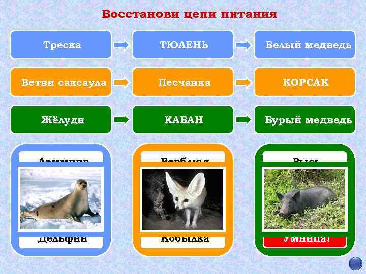 Восстанови цепи питания Треска ТЮЛЕНЬ Белый медведь Ветви саксаула Песчанка КОРСАК Жёлуди КАБАН Бурый