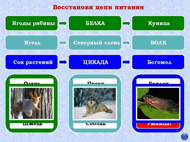 Восстанови цепи питания Ягоды рябины БЕЛКА Куница Ягель Северный олень ВОЛК Сок растений ЦИКАДА