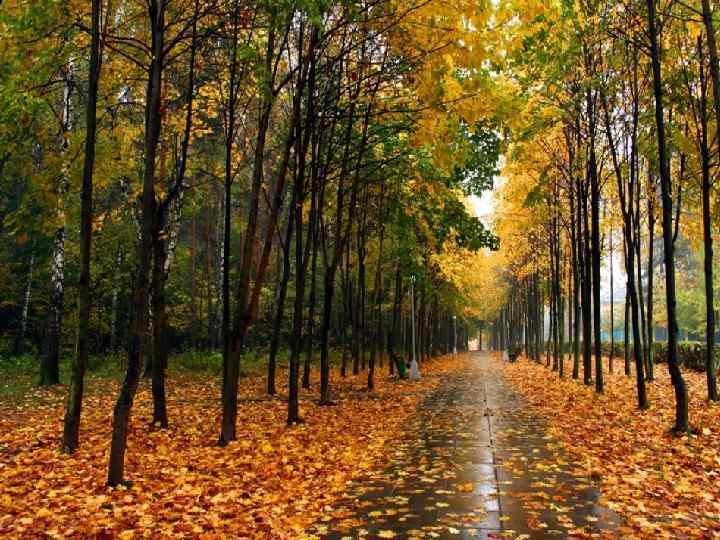 ЦВЕТ - Это дар самой природы 