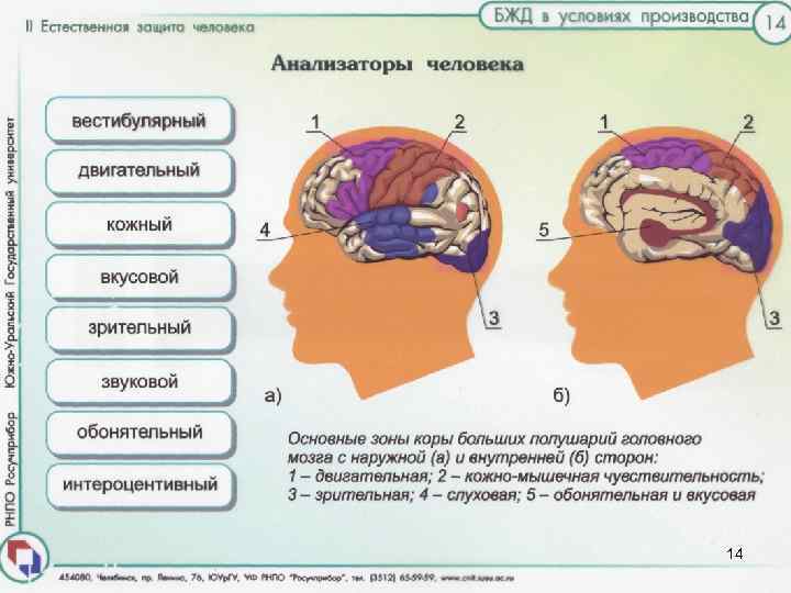Центральной частью анализаторов являются некоторые зоны в коре головного мозга: зрительная, слуховая, двигательная и