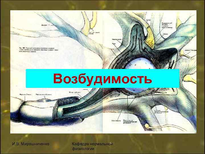 Возбудимость. Возбудимость это в физиологии. Возбуждение это в физиологии. Возбуждение физиология э о. Порог возбудимости физиология.