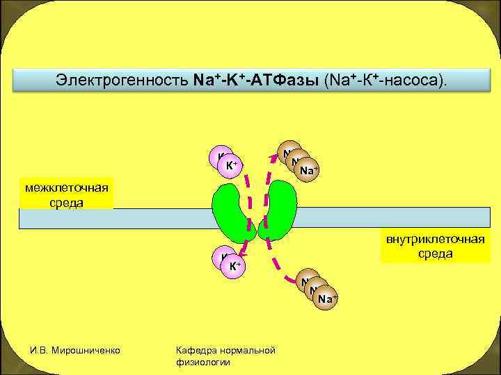 Электрогенность Na+-K+-АТФазы (Na+-К+-насоса). К+ + К Na+ + Na межклеточная среда внутриклеточная среда К+