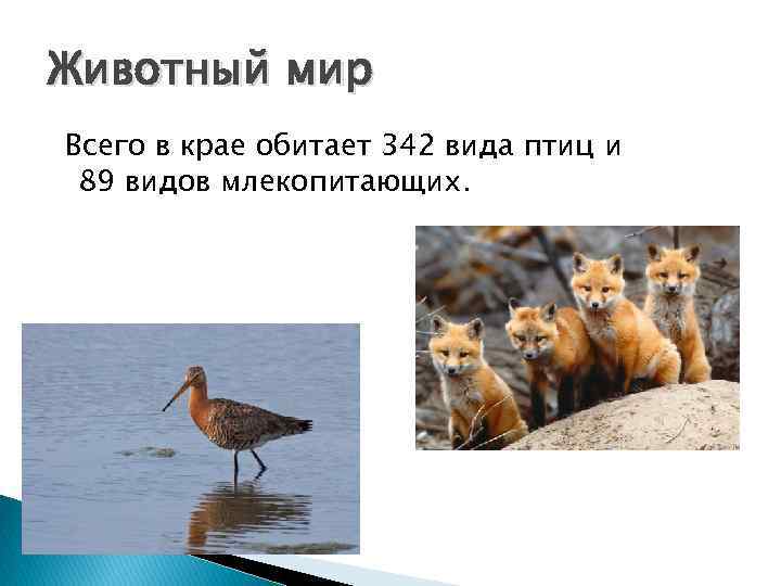 Животный мир Всего в крае обитает 342 вида птиц и 89 видов млекопитающих. 