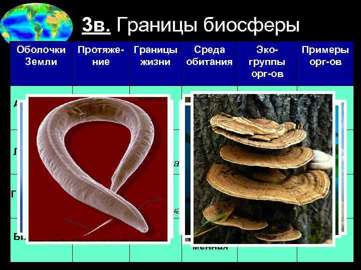 3 в. Границы биосферы Оболочки Земли Атмосфера Протяже- Границы Среда ние жизни обитания 100