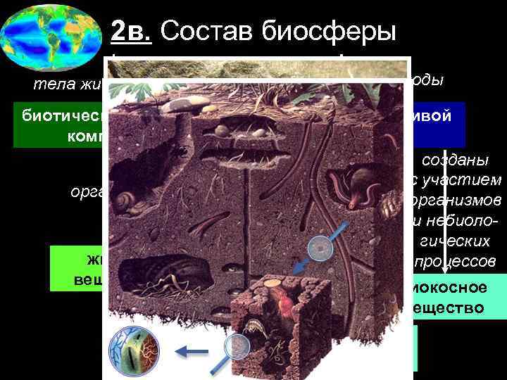 2 в. Состав биосферы тела живой природы тела неживой природы биотический = живой компонент