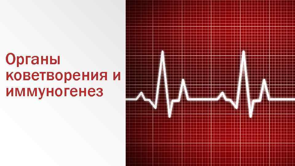 Органы коветворения и иммуногенез 