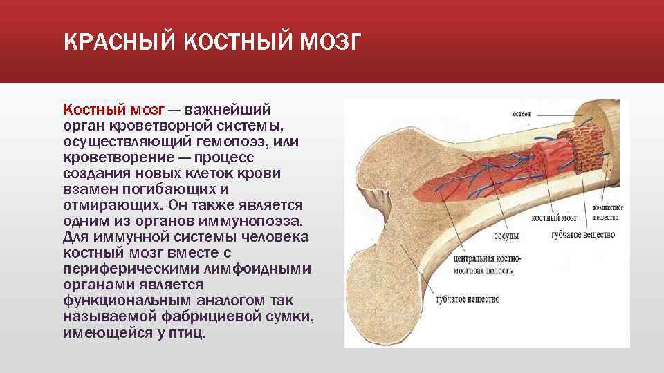 Что будет если есть костный мозг. Красный костный мозг функция кроветворения. Строение красного костного мозга кратко. Строение кости желтый костный мозг. Функция красного костного мозга в анатомии.