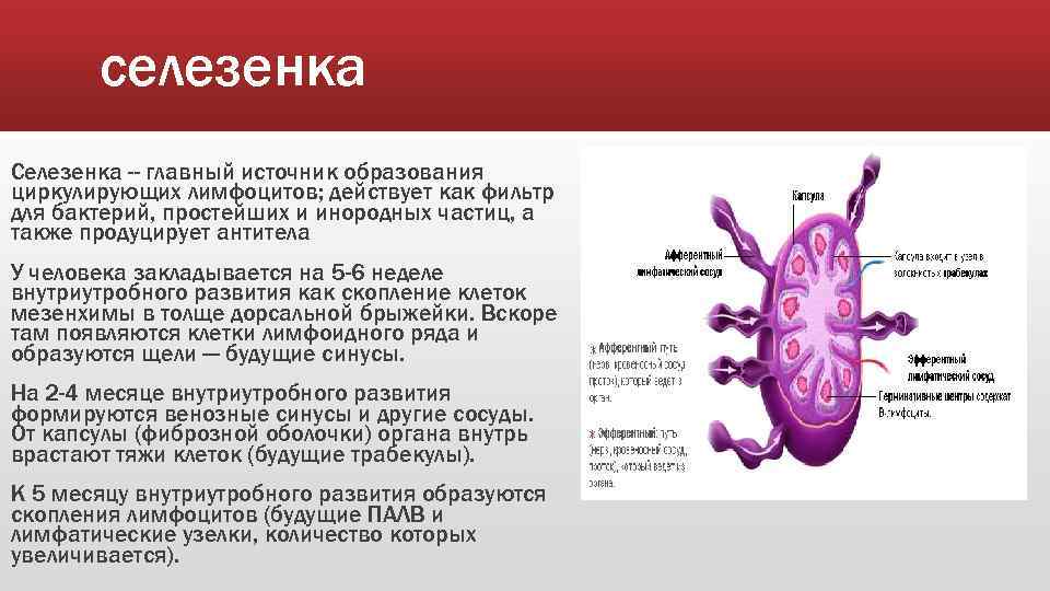 Селезенка лимфоциты. Селезенка роль в иммуногенезе. Селезенка образование клеток. Источник развития селезенки. Лимфоциты в селезенке.