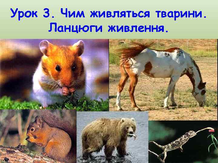 Урок 3. Чим живляться тварини. Ланцюги живлення. 
