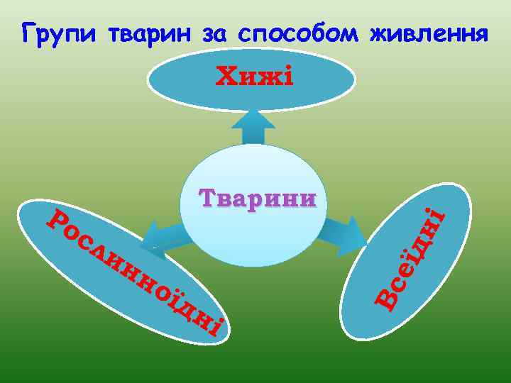 Групи тварин за способом живлення Хижі ні ин н їд сл ої дн і