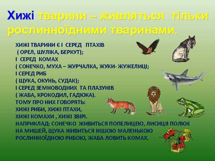 Хижі тварини – живляться тільки рослинноїдними тваринами. ХИЖІ ТВАРИНИ Є І СЕРЕД ПТАХІВ (