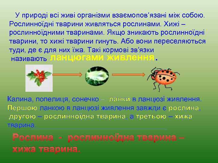 У природі всі живі організми взаємопов’язані між собою. Рослинноїдні тварини живляться рослинами. Хижі –