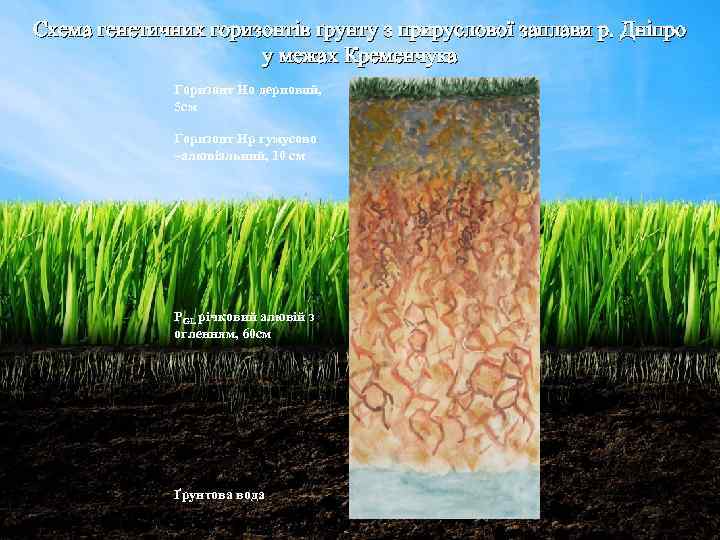 Схема генетичних горизонтів ґрунту з прируслової заплави р. Дніпро у межах Кременчука Горизонт Но