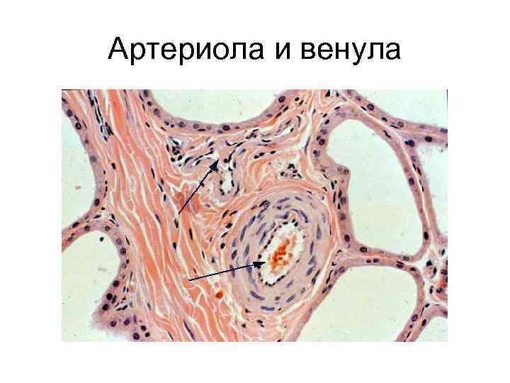 Микроциркуляторное русло гистология рисунок