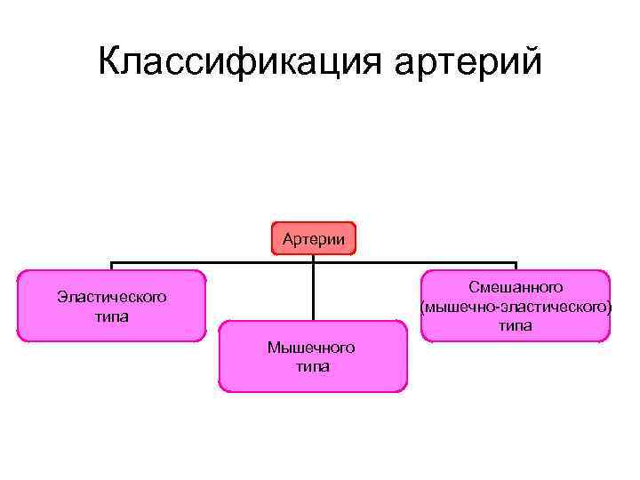 Классификация артерий Артерии Смешанного (мышечно-эластического) типа Эластического типа Мышечного типа 