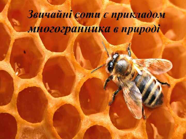 Звичайні соти є прикладом многогранника в природі 